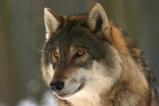 wolves