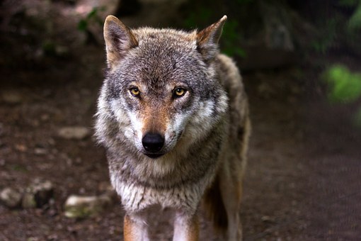 wolf 635063 340